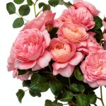 Pavilion Books Kindle Edition: A Comprehensive Guide to Flower-0