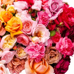 Rose Gardening eBook by Ten Speed Press, Kindle Edition-0