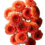 Flower Arranging Guide by Black Dog & Leventhal Kindle eBook-0