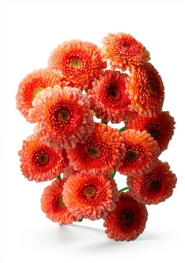 Flower Arranging Guide by Black Dog & Leventhal Kindle eBook-0
