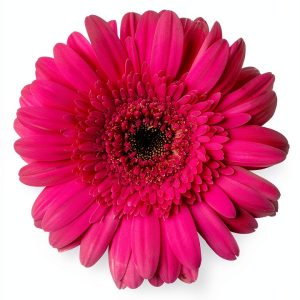Flower Arranging eBook by Flora Publishing Kindle Edition 296 Pages-0