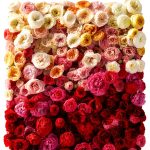 Rose Gardening for Beginners by Artisan - Kindle Edition-0