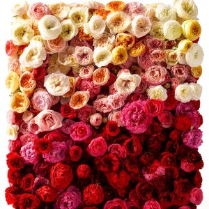 Rose Gardening for Beginners by Artisan - Kindle Edition-0