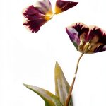 Abrams Books Flower Arranging Guide Kindle Edition-0